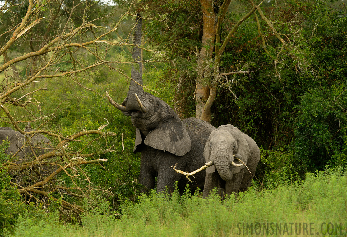 Loxodonta africana [200 mm, 1/160 sec at f / 5.6, ISO 400]